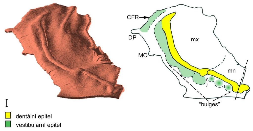 Distálně od ústního koutku byl na tomto stádiu zevně od záhybu vestibulárního epitelu patrný epitelový hřeben tvářového žlábku cheek furrow ridge (CFR) (obr. 17).