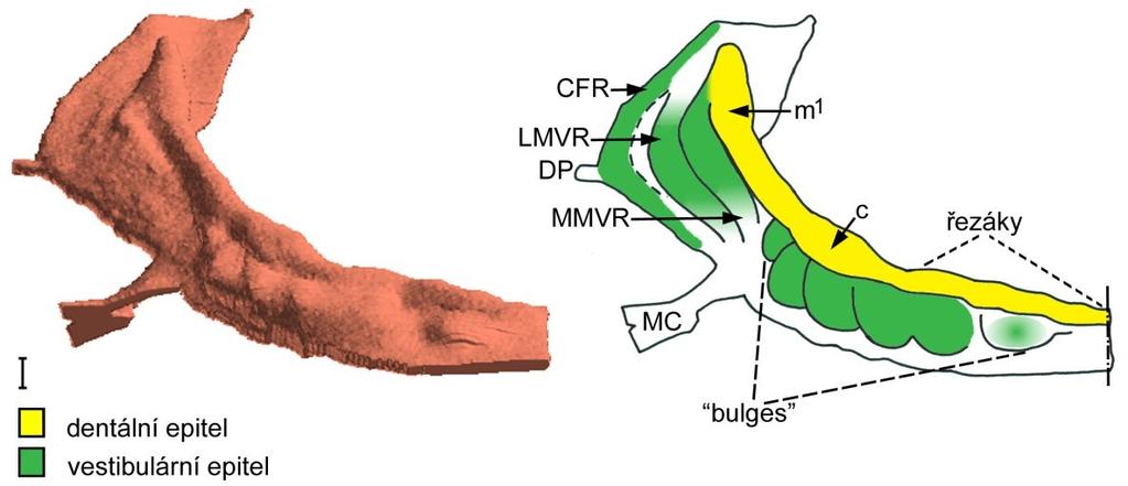Obrázek 20: Počítačová 3D rekonstrukce dentálního a přilehlého orálního epitelu horní čelisti HU4 a její schematická interpretace: ústní koutek (MC), mediální hřeben vestibulárního epitelu (MMVR),