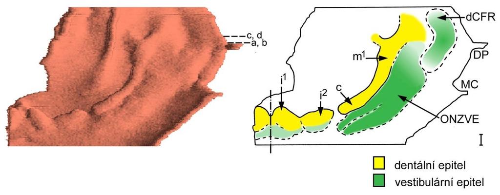 Obrázek 33: Počítačová 3D rekonstrukce dentálního a přilehlého orálního epitelu dolní čelisti HU3 a její schematická interpretace.