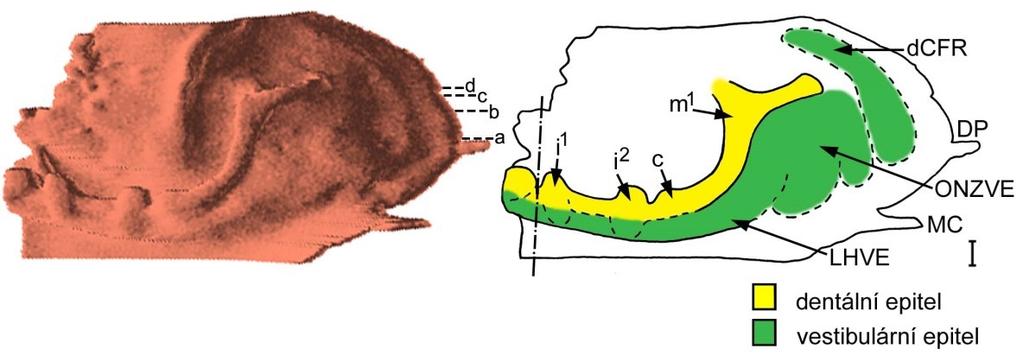 Obrázek 35: Počítačová 3D rekonstrukce dentálního a přilehlého orálního epitelu dolní čelisti HU9 a její schematická interpretace.