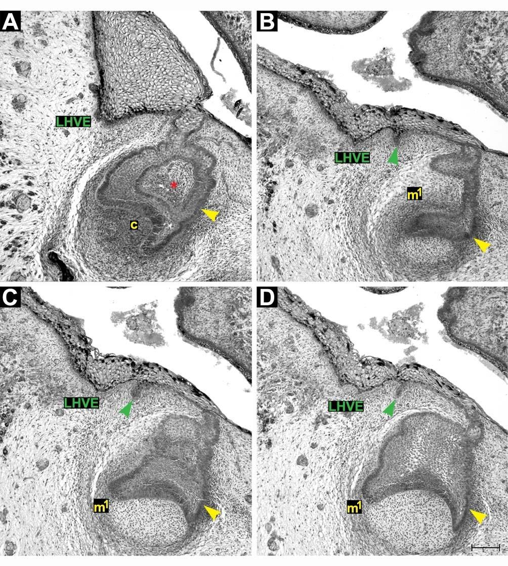 Obrázek 47: Frontální histologické řezy zobrazující dentální (žlutě) a přilehlý vestibulární epitel (zeleně) dolní čelisti HU8. Červená hvězdička označuje niku v základu mléčného špičáku (A).