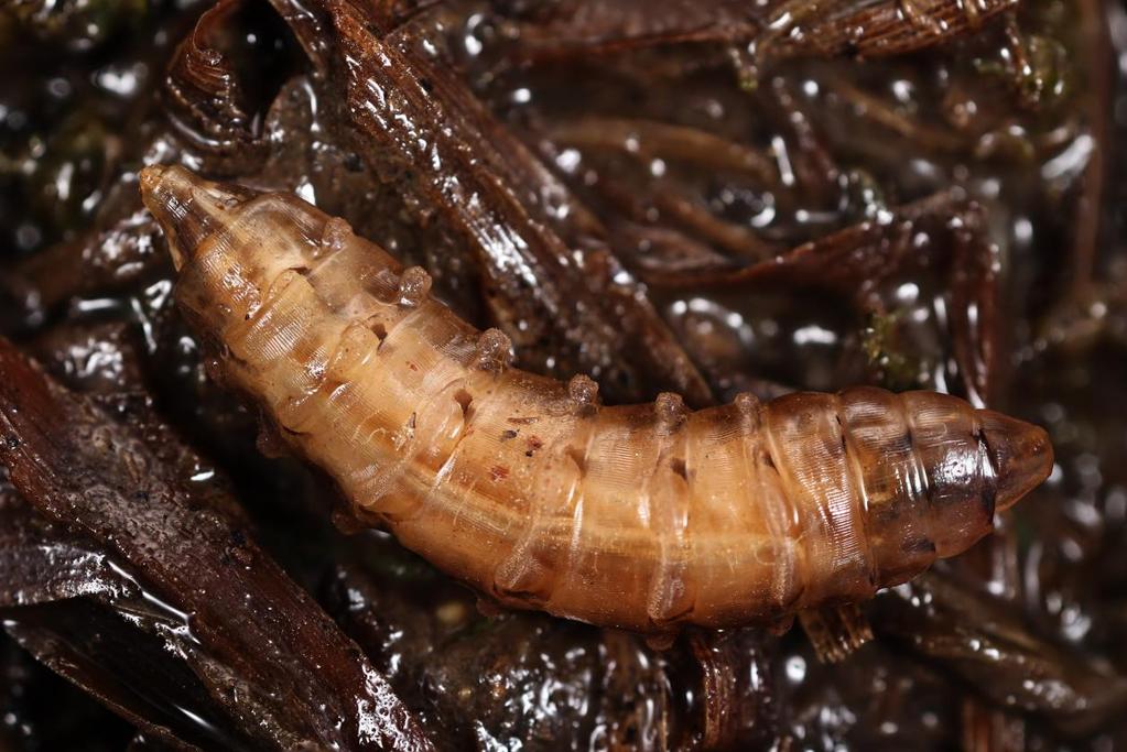 Fig 12: Hybomitra sp.