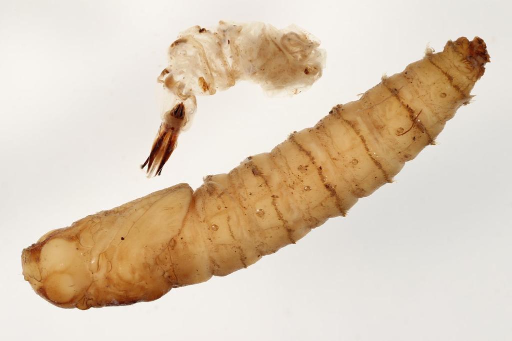 Fig 14: Hybomitra sp.