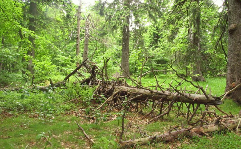 Fig 2: Bukačka NNR; wet mountain primary forest and meadows