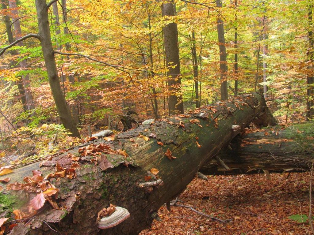 Fig 3: Trčkov NNR; swampy primary beech-fir wood.