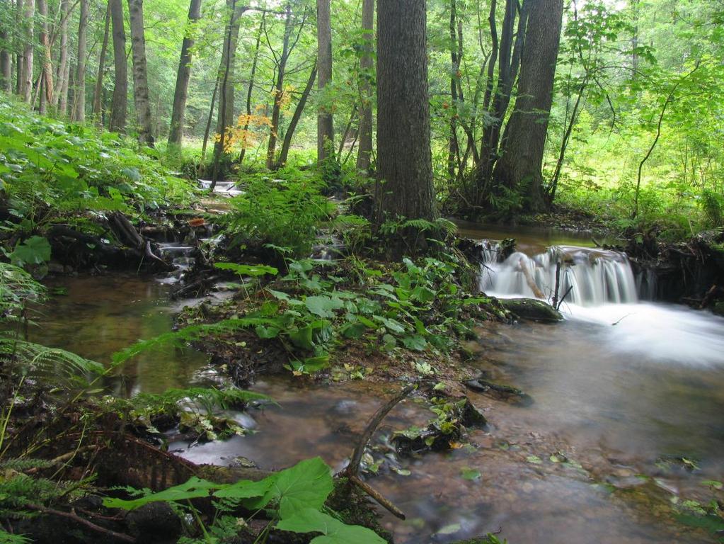 Fig 7: Between Vrchní Orlice and Hadinec; forest stream suitable