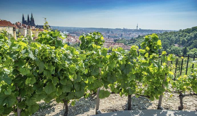8 AKTUALITY Vinaři mají za sebou klíčový měsíc, který rozhoduje o zdraví jejich úrody Svatováclavská vinice FOTO: Prague City Tourism, Martin Sekanina Červenec pro vinaře znamená opět především