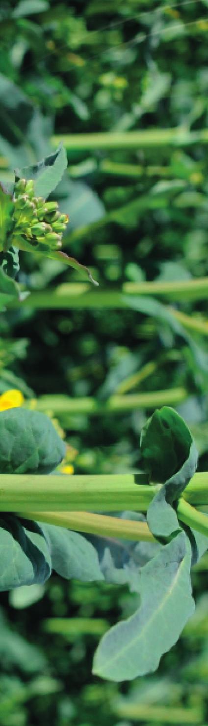 insekticidní zásah èi ochrana a