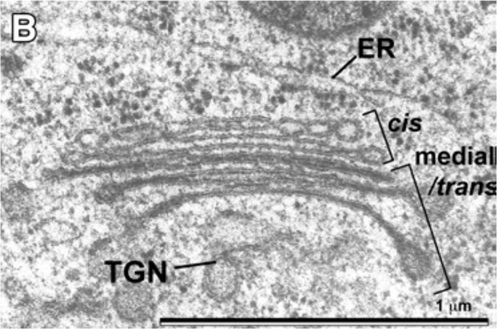 Golgiho aparát Ploché cisterny naskládané na sebe tvoří strukturní a funkční jednotku rostlinného