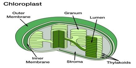 Fotosyntéza probíhá na vnitřní membráně chloroplastu tylakoidní membráně Tylakoidní membrána obsahuje pigment proteinové komplexy, které dokáží přijímat energii fotonu (světla) a tuto využít pro