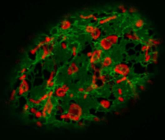 Mitochondrie Mitochondrie jsou další endosymbiotickou organelou