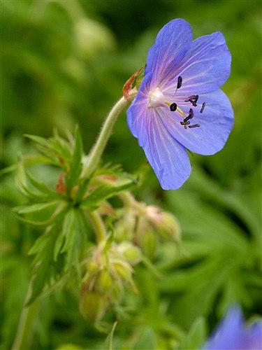 Geraniaceae Geranium pratense (kakost luční) Vytrvalá bylina, vysoká 30-60 cm. Přízemní listy dlouzeřapíkaté, lodyžní vstřícné.