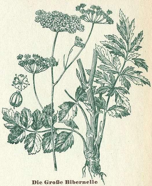 Apiaceae Pimpinella major (bedrník větší) Vytrvalá bylina se silným vřetenovitým kořenem. 40-120 cm vysoká, lysá, n. roztroušeně chlupatá, lodyha dutá, hranatě rýhovaná.