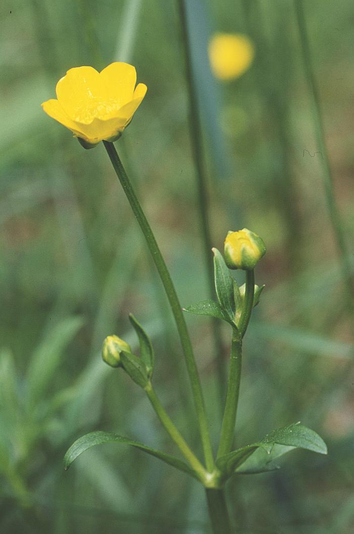 Ranunculaceae Ranunculus acris (pryskyřník prudký) Vytrvalá bylina vysoká 30-90cm. Přízemní listy dlouzeřapíkaté, čepel dlanitěčleněná ve 3-5 úkrojků, které jsou dálečleněné.