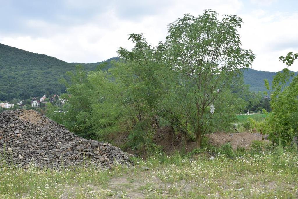 Plazi Z plazů se v rámci zkoumaného území vyskytuje dosud zjištěný 1 druh (ještěrka obecná silně ohrožená podle zákona č. 117/1992 Sb.).