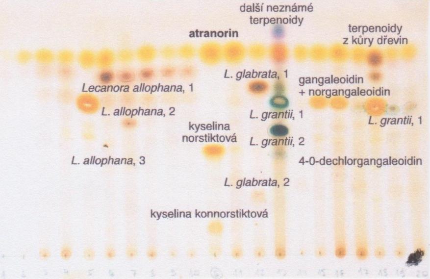 Tenkovrstevná chromatografie využívá principu rozdělovací, adsorpční, iontové (výměna iontů) a afinitní (specifická vazba látek na nosič) chromatografie.