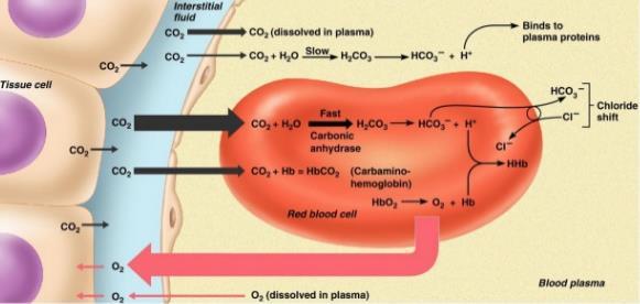 Typ plynu CO 2 Nejbezpečnější vysoká rozpustnost (54 ml/dl), metabolismus a transportní mechanismy 90 ml/min do v.