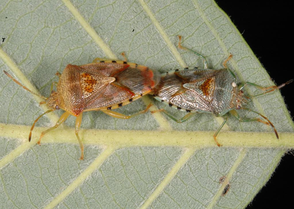 PLOŠTICE KNĚZ MATEŘSKÝ V BADATELSKY ORIENTOVANÉM VYUČOVÁNÍ ZAMĚŘENÉM NA ETOLOGII / THE SHIELD BUG ELASMUCHA GRISEA IN INQUIRY-ORIENTED TEACHER EDUCATION FOCUSED ON ETHOLOGY Obr 1 Kopulace kněze