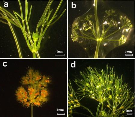 Odd.: Charophyta Třída: