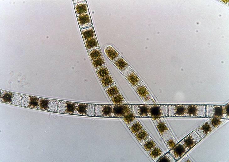 Odd.: Charophyta