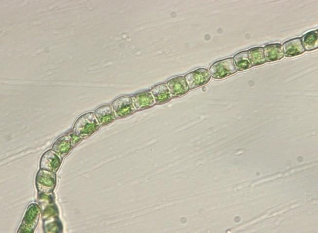 1-3. Klebsormidium flaccidum, Obr. 1.