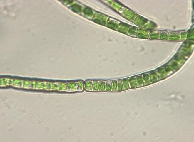 chloroplasty; Obr. 2.