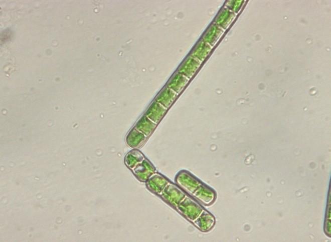 Klebsormidium crenulatum, Obr. 4.
