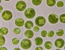 Využití řasy Chlorella spp. Lab.