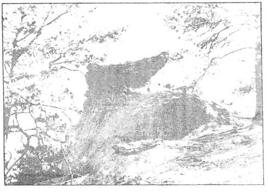 Výraznější poklička má klobouk rozměrů 2,8 x 2 m, tlustý 0,4 m, s nohou průměru 0,9 m (vysokou 0,7 m); klobouk přečnívá nohu o 0,5-2 m.