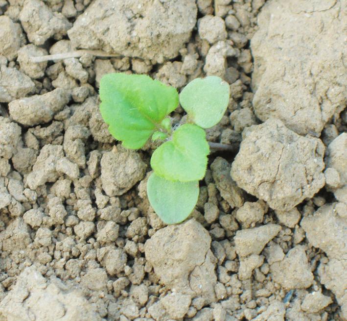 Plevele 1/215 Obr. 6 Klíční rostlina rozrazilu lesklého (Veronica polita) Plantago major, Senecio vulgaris, Setaria pumila, Sinapis arvensis, Taraxacum officinale, Veronica polita.