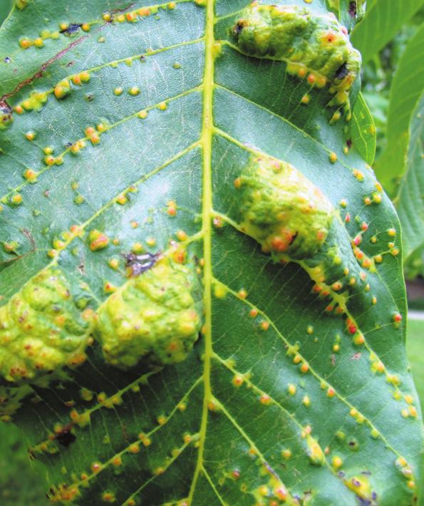 Ve špičatých hálkách listu lípy se skrývá mikroskopický,2 mm veliký vlnovník lipový (Eriophyes tiliae), který je běžným druhem vlnovníka na listnatých dřevinách v Česku Roztoči vážně poškozují i