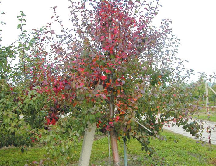 Příznaky jsou zřetelné pouze v pozdním létě a na podzim, nikoliv na jaře. Různé botanické druhy nebo odrůdy hrušní vykazují různou citlivost na chřadnutí hrušně.