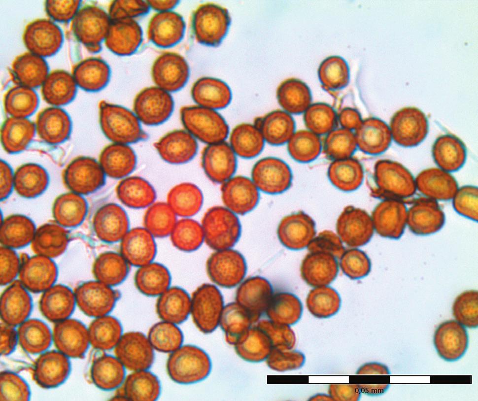 1/215 Choroby rostlin pear decline and European stone fruit yellows, respectively. International Journal of Systematic and Evolutionary Microbiology. 24, roč. 54, s. 1217-1226. Serçe, Ç. U., Gazel M.