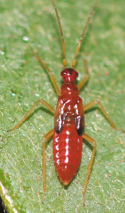 U řady zahraničních odrůd trav byly již ve šlechtitelském procesu použity tzv. novel endophytes (Moate et al.