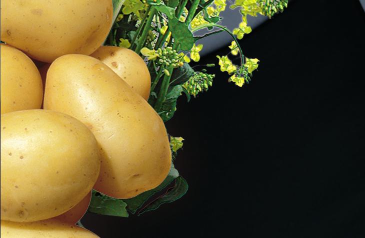 Bayer s.r.o., Bayer CropScience Siemensova 2717/4, 155 8 Praha 5 tel.