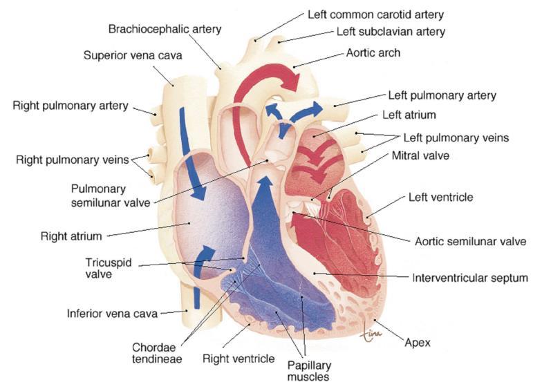 Obrázek 1: Anatomie srdce [8]. 2.1.2 Srdeční cyklus Pro rytmickou tvorbu vzruchů v srdci jsou potřeba elektrické děje a jejich správné rozvedení po myokardu.