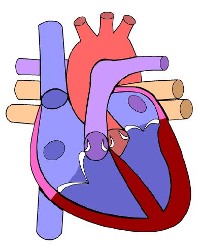 tlaku 120 mmhg ve velkých tepnách a 25 mmhg v plicnici. Na EKG tuto fáze registrujeme jako segment ST [2], [9]. Obrázek 4: Ejekční fáze [9]. Kontrakce je znázorněna ztmavnutím svaloviny.