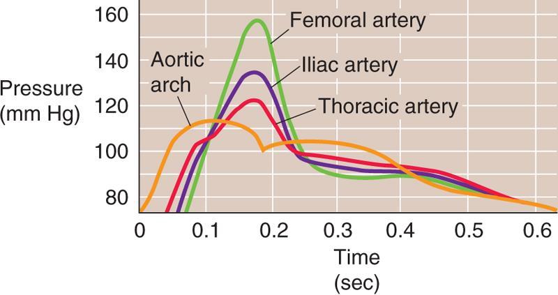 Obrázek 15: Změny pulsové křivky v tepenném systému [5]. Femoral artery - stehenní tepna, Aortic arch - aortální oblouk, Iliac artery - kyčelní tepna, Thoratic artery - hrudní aorta 3.