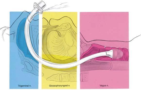 ANATOMIE Inervace horních dýchacích cest