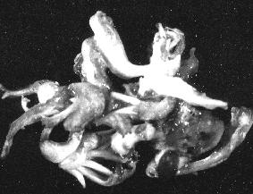 křehké Symptomy in vitro