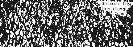 (0,2-0,5 mm)
