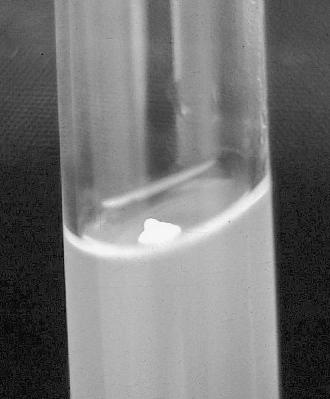 Ozdravování-eliminace patogenů Tvorba bezvirózních rostlin 1 meristém = 1 rostlina testování Ozdravování: Termoterapie (vyšší teplota) Meristémová