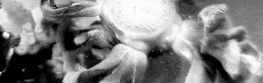 přímásomatická embryogeneze