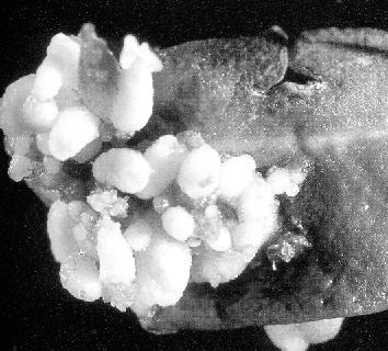 Cucumissativus, Olea europea,