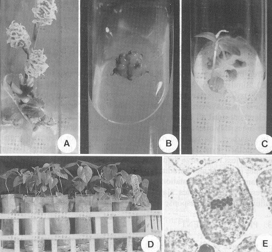 Embryokultury-kultury izolovaných vajíček, květenství in vitro (moruše)