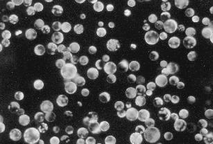 Využití Protoplastové kultury- regenerace Faktory ovlivňující kultivaci a regeneraci Hustota ( počet protoplastů v 1 ml) Životnost (%) Podmínky kultivace a médium Studium syntézy buněčné stěny