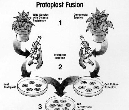 Protoplastové