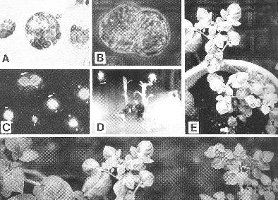 Protoplastové