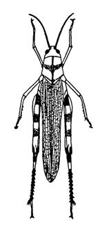 Rovnokřídlý hmyz (Orthoptera) České republiky determinační klíč rodů Determinační klíč je