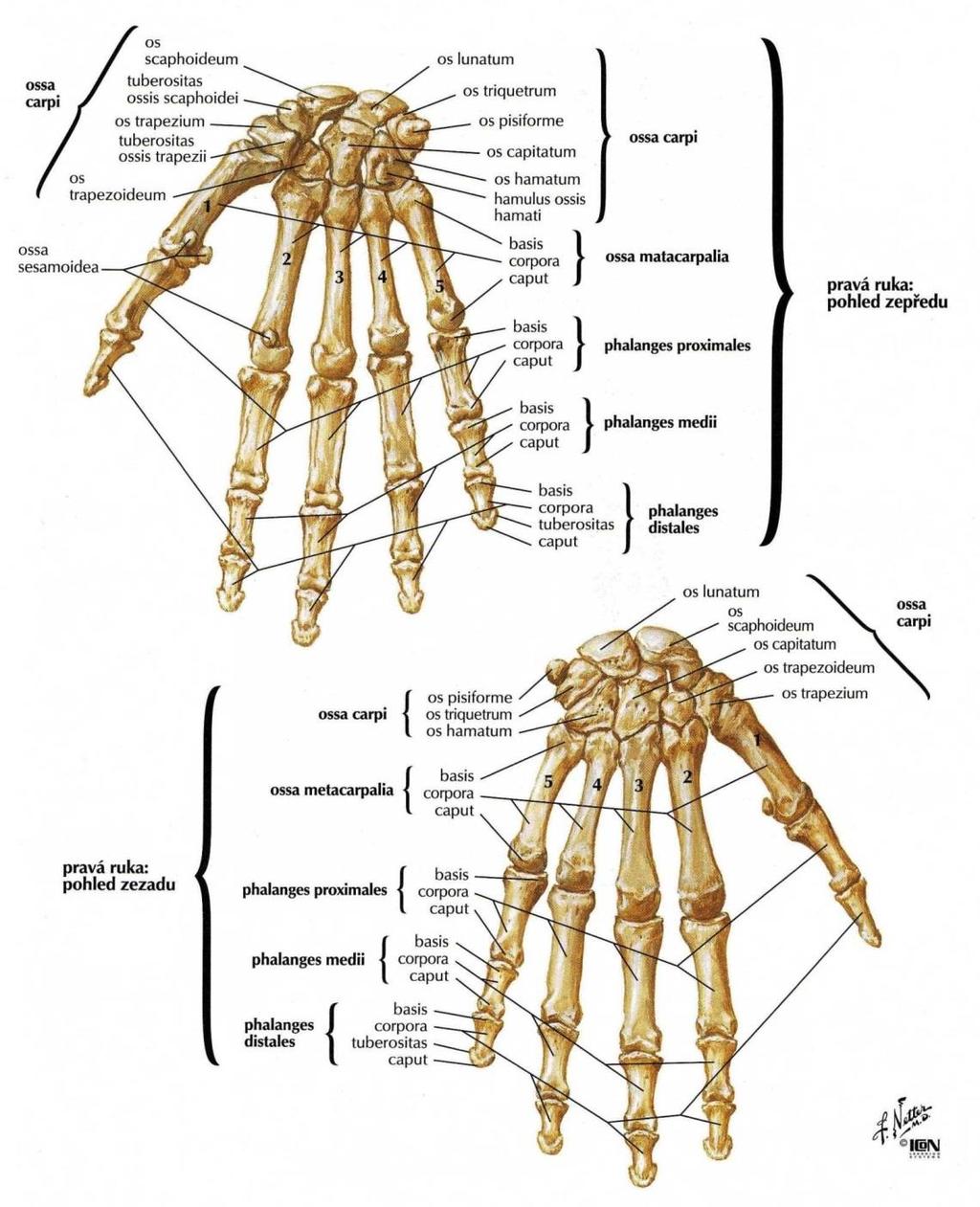 Obrázek 1: Kosti zápěstí a ruky (Netter, 2012) 2.2 Klouby ruky Pro úchopovou funkci má velký význam velikost kloubních ploch sedmi karpálních kostí. Os pisiforme se pohybu nijak aktivně neúčastní.